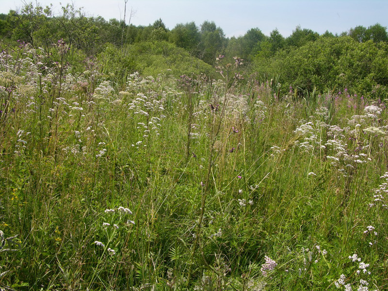 Swamp located at the site where the Jews of Dribin were murdered. Photographer: 	Alexander Litin, 2008.