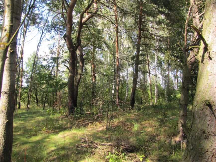 Jewish cemetery in Sokolov village. Contemporary view. Photographer: 	Mikhail Tyaglyy, 2012.