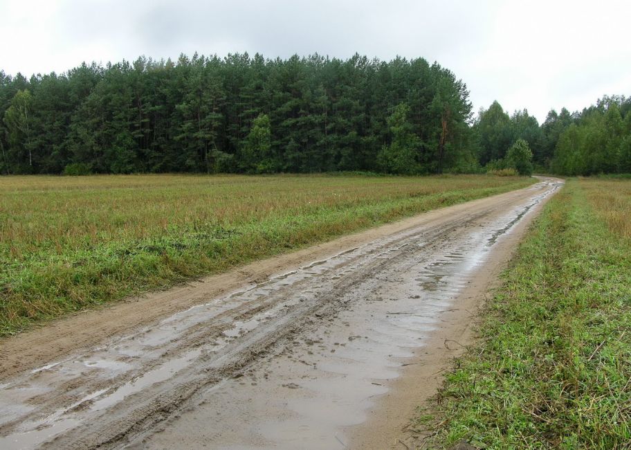 Presumed site of the murder of Shepelevichi Jews. Photographer: 	Alexander Litin, 2008.
