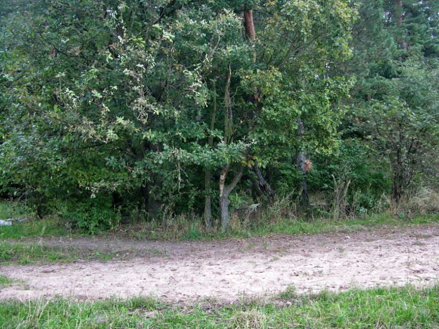 The murder site of the Jews of Khotovizh. Photographer: 	Alexander Litin.