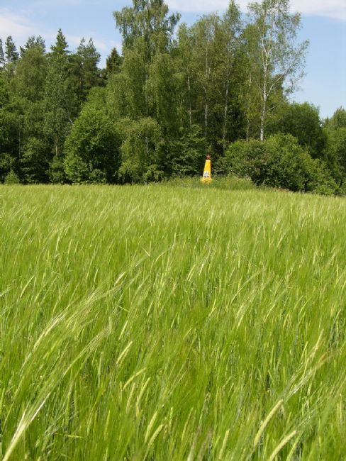 Murder site in Smolyany Forest. Photographer: 	Alexander Litin, 2008.