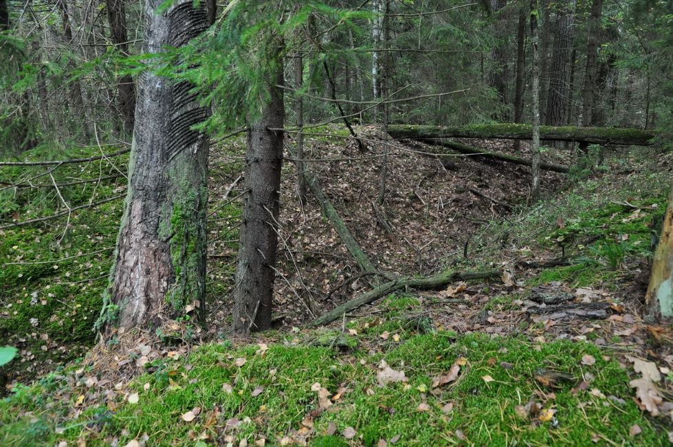 Murder site in the Virkov Forest. Photographer: 	Alexander Litin, 2009.