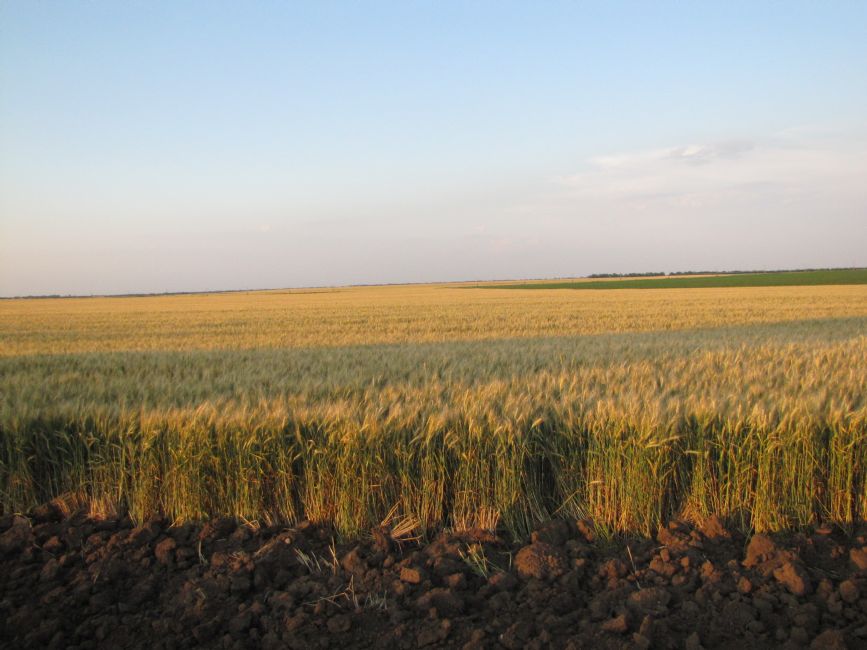 Area of the former Shekhim well. Photographer: 	Mikhail Tyaglyy, 2011.