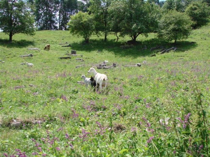 Contemporary view of the old Jewish cemetery. Photographer: ארקדי זלצר, 2012.