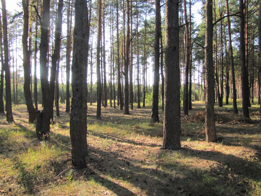 The Skotoboynya Ravine area, contemporary view. Photographer: 	Mikhail Tyaglyy, 2012.