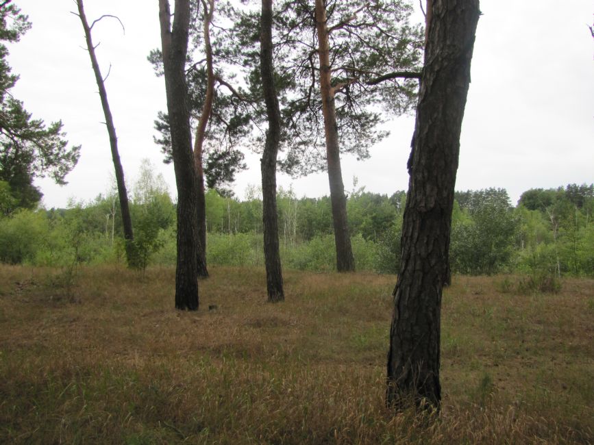 Sosnina Ravine murder site, contemporary view. Photographer: 	Mikhail Tyaglyy, 2015.