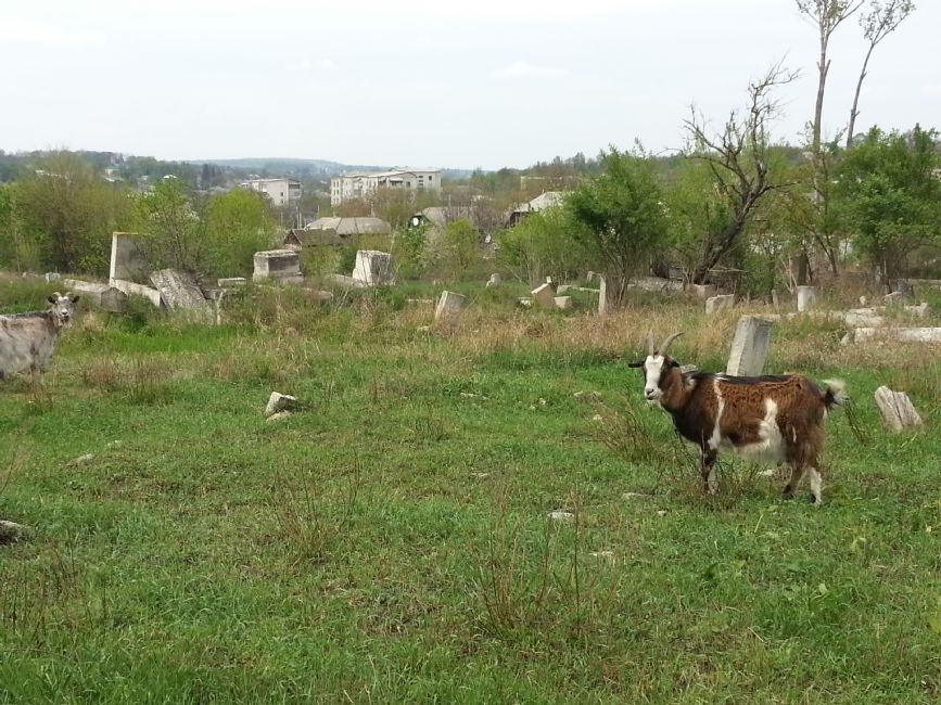 Jewish cemetery in Lipcani