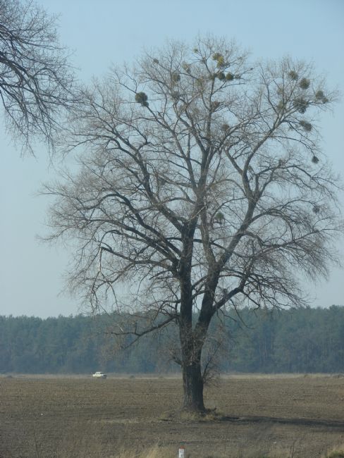 Veprik Forest murder site of Fastov Jews near Kadlubitsa village
