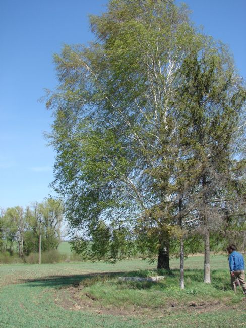 Site of the murder of Jews from Zhashkov