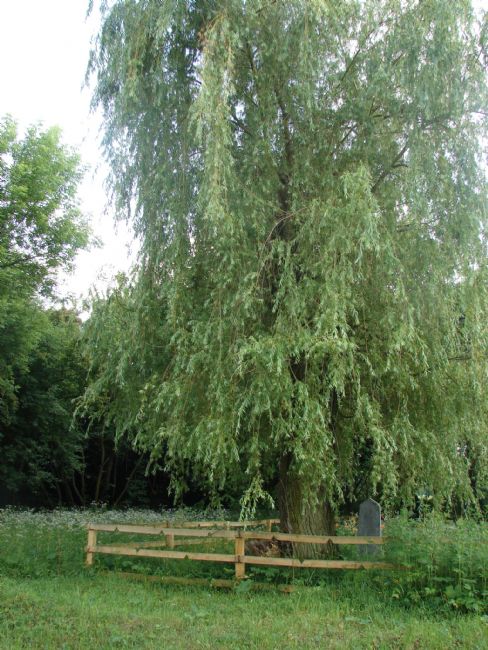 Murder site of the male Jews from Zvenigorodka