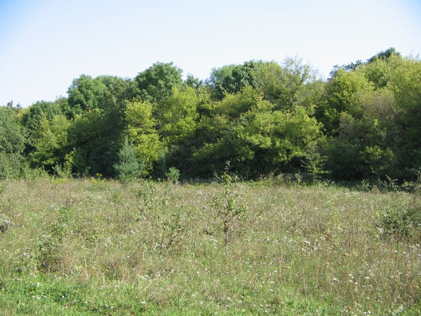 Manevsty Forest