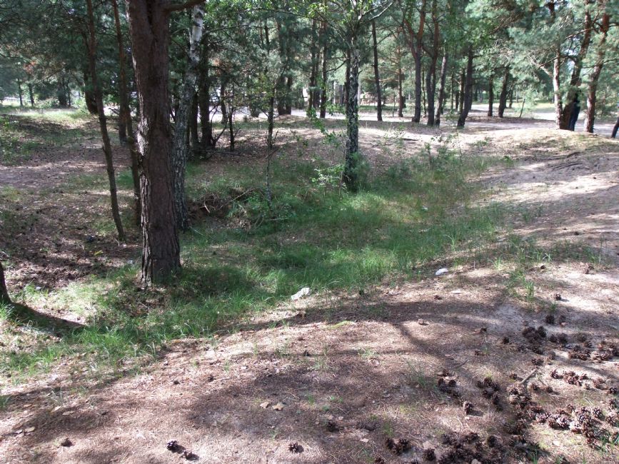 Current view of the murder site area