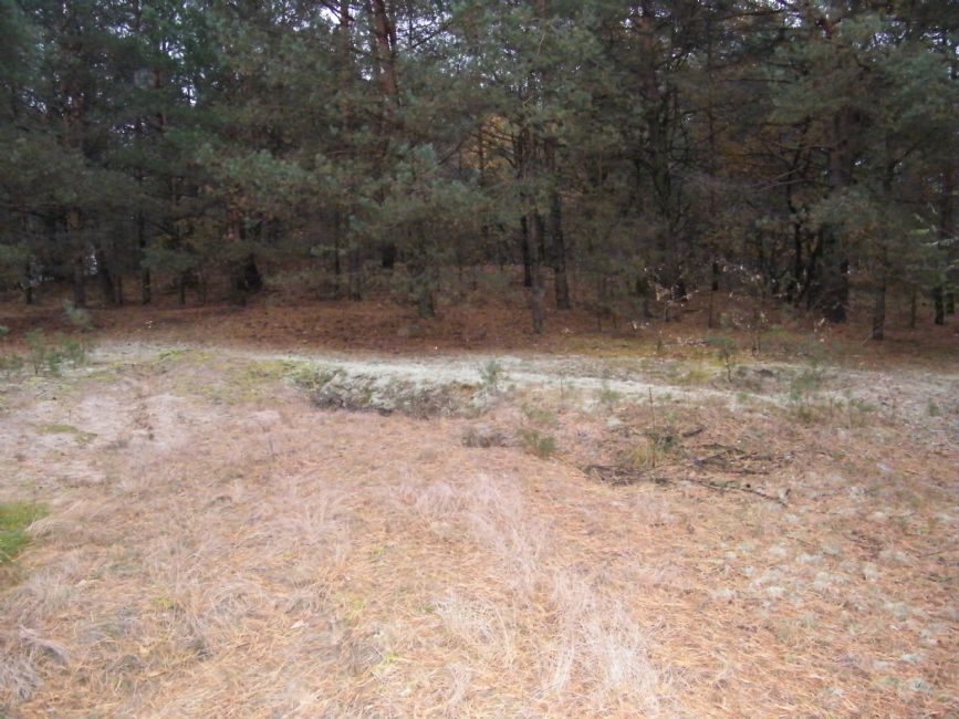 Current view of the murder site area