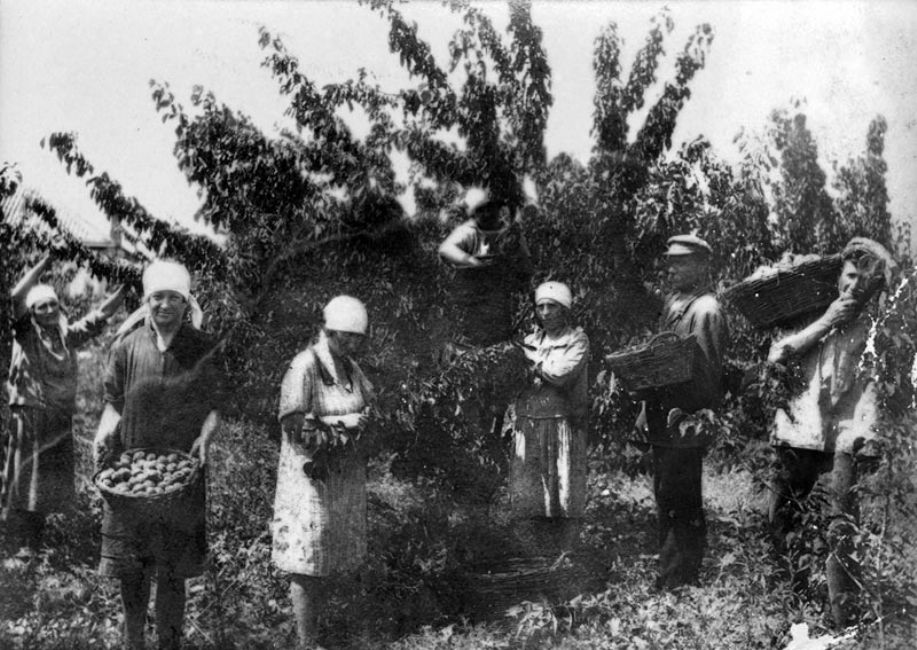 Jewish farmers working on the Royter Oktobr kolkhoz in Bobrovy Kut, 1930s