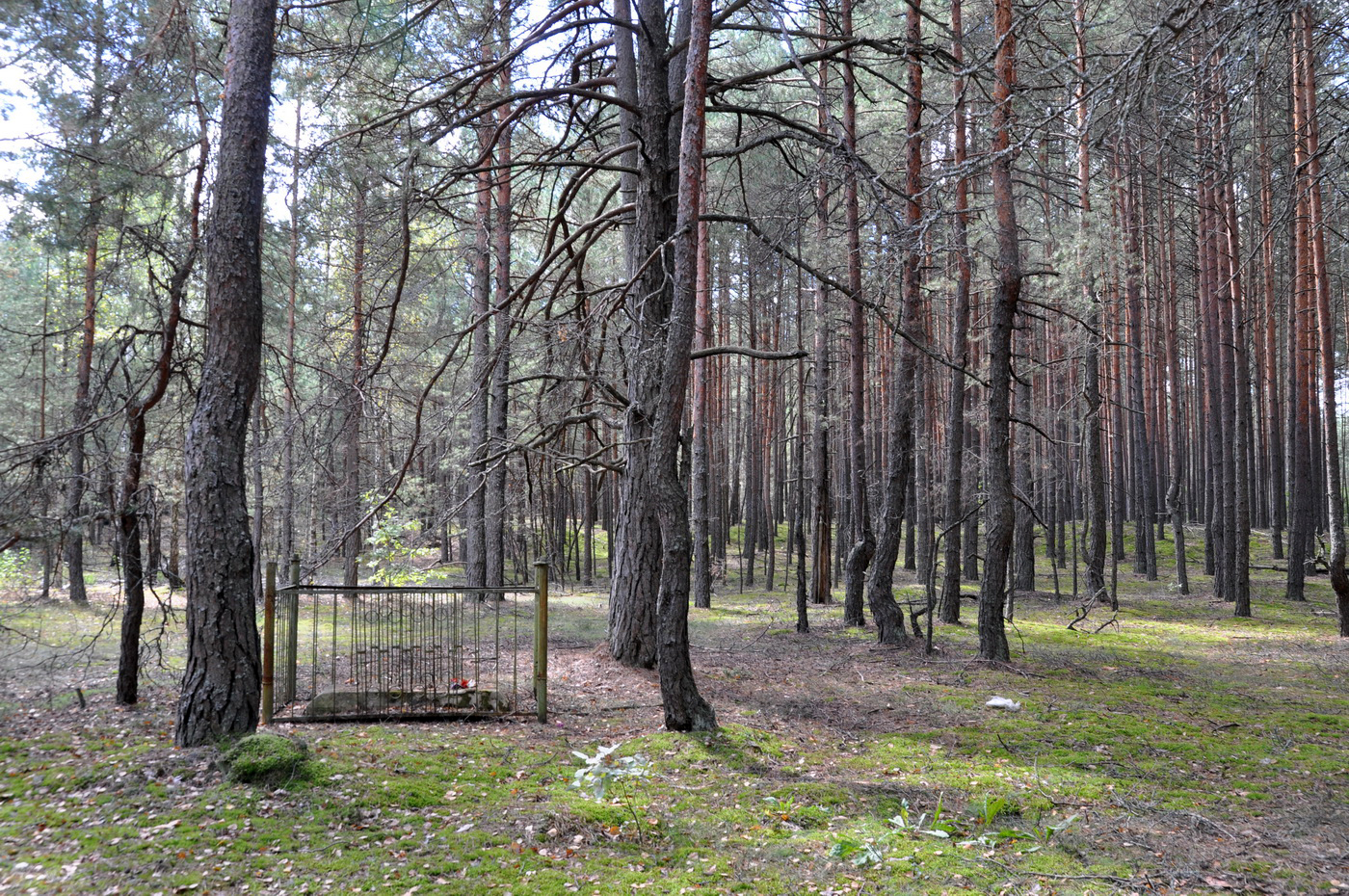 Former murder site of Ozarichi Jews in the forest near Khomyachi village